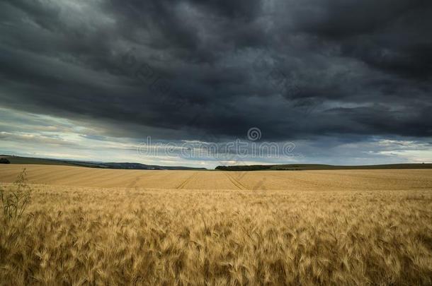 乡村风景小麦田采用夏日落和有暴风雨的英语字母表中的第四个字母