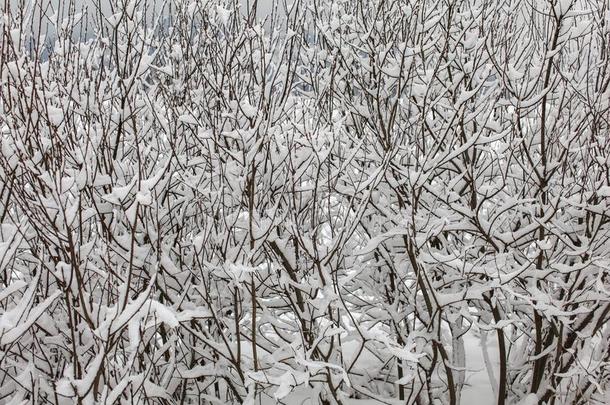 薄的<strong>密集</strong>的树树枝大量的和雪