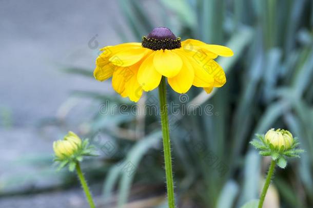 <strong>金光</strong>菊属植物赫塔,<strong>黑</strong>的-有眼的-苏珊花和黄色的花瓣和