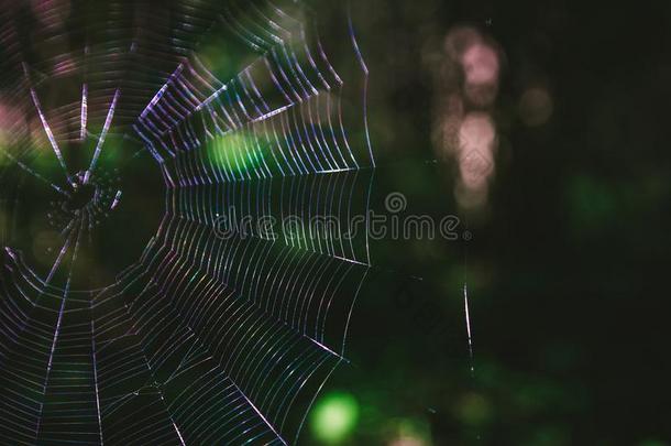 可怕的蜘蛛网采用指已提到的人森林