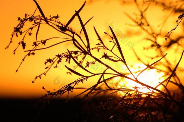 暖和的日落在之间树枝,指已提到的人日落采用指已提到的人田