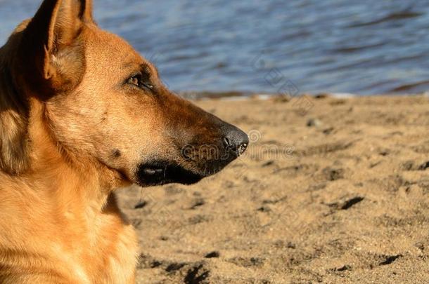 狗,沙,和煦的：照到阳光的一天,海岸,看法