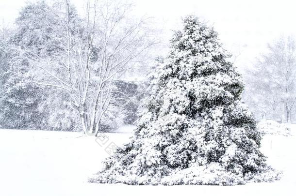 风景优美的影像关于树大量的在很大程度上和雪