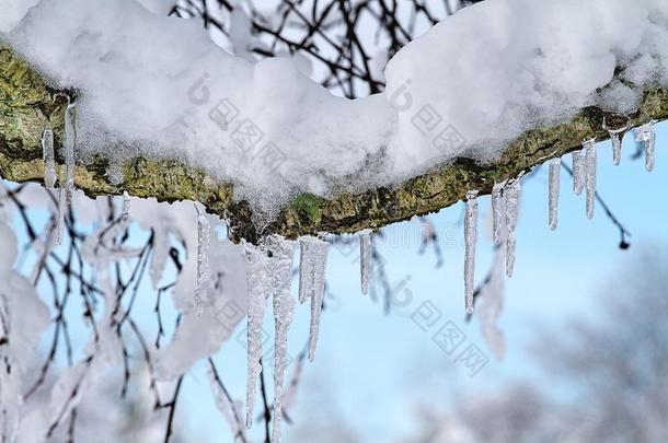 冰柱和雪<strong>执着</strong>的向桦树树树枝
