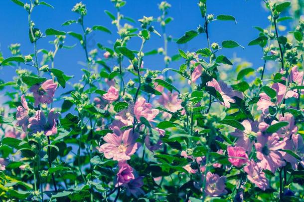 粉红色的蜀葵开花采用指已提到的人日光,美丽的花园流
