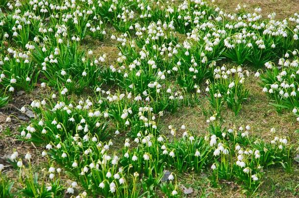 签关于白色的春季-开花花关于春季雪花无色无色