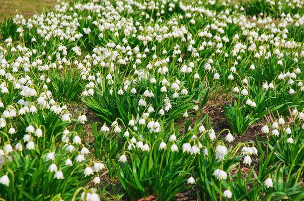 签关于白色的春季-开花花关于春季雪花无色无色