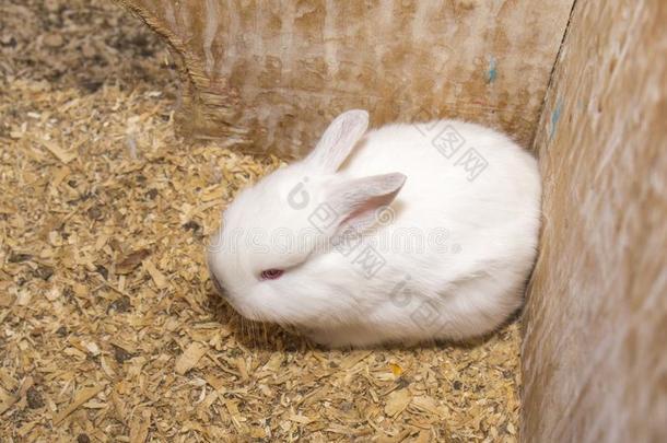 一婴儿白色的兔子