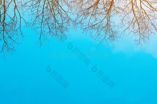 光秃秃的树和蓝色天背景.照片关于光秃秃的树采用spring春季