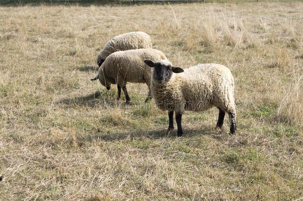 萨克福马黑的具有脸型的羊放牧向牧草地