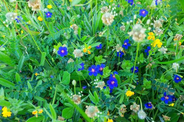 天蓝色小的花背景.花夏背景.