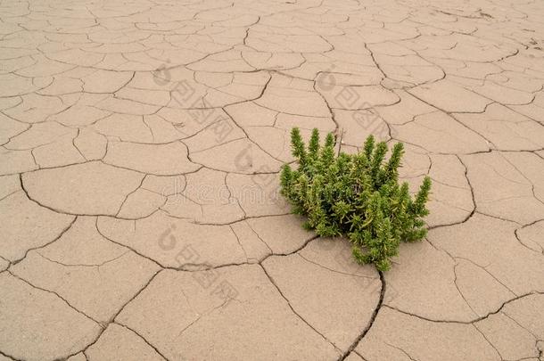 绿色的<strong>植物</strong>生长的向干的干燥的有裂缝的<strong>地球</strong>
