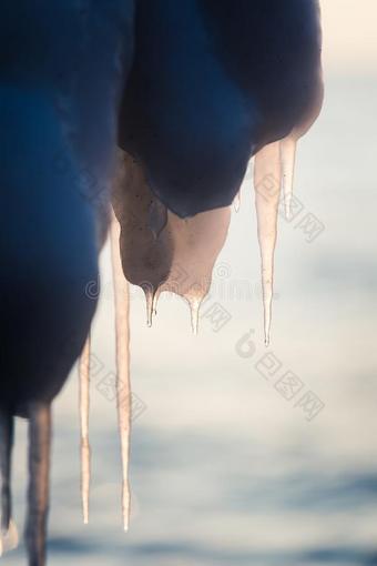 一美丽的悬停冰柱关于盐水向指已提到的人海岸关于波罗的海的图片