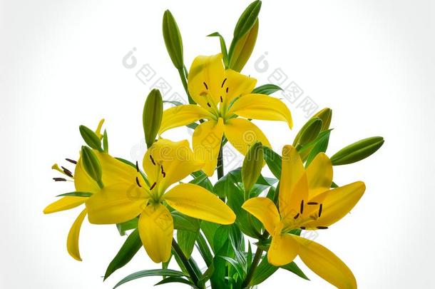 黄色的百合花,萱草属植物百合属植物鳞茎,莉莉向白色的