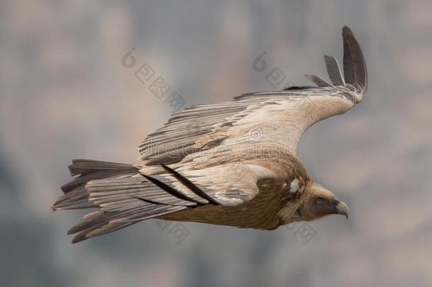 飞行的狮身鹫首的怪兽采用弗登Vardon的变体山峡
