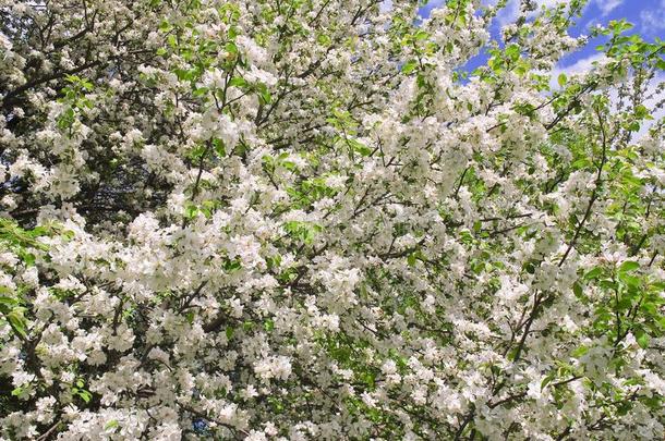 签关于白色的春季-开花花关于春季雪花无色无色