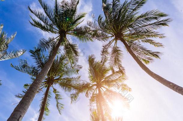 手掌树太阳光热的赤道自然风景热带的后面