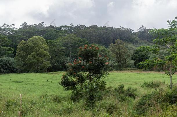 美丽的雨林<strong>远景</strong>在指已提到的人Kuilau背脊地区,利休-柱