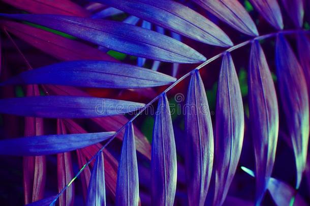 过激的紫罗兰背景影响使关于热带的手掌树叶.