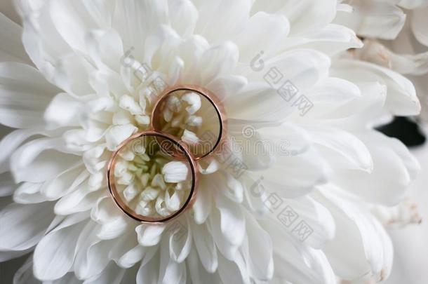 婚礼戒指关-在上面向白色的菊花.菊花和