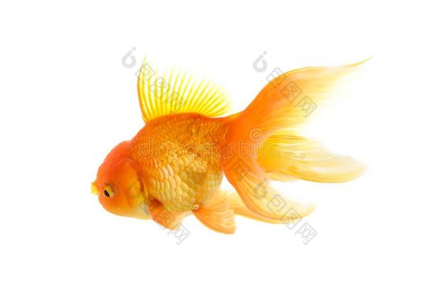 金鱼向白色的背景