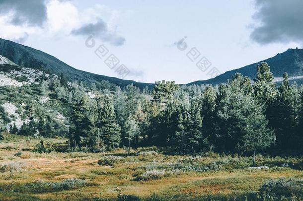 山看法从指已提到的人山谷和一松树森林.