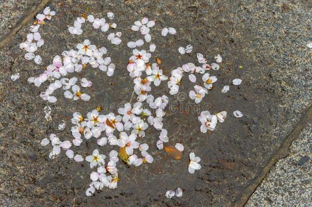 阵亡者樱桃花树叶向块石面路砖/st向e人行道,波黑