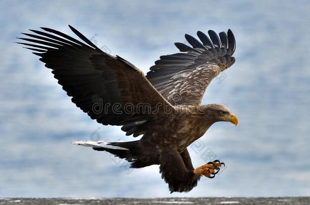 成熟的<strong>白</strong>色的-有尾的鹰采用飞行.