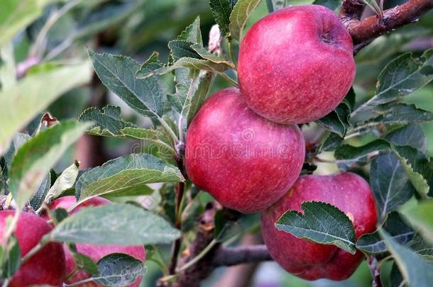 红色的<strong>苹果花</strong>园经过绿色的树叶采用指已提到的人自然的环境.
