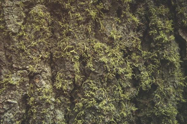 指已提到的人美丽的绿色的苔藓采用指已提到的人木材和指已提到的人光刚才喜欢一英语字母表的第6个字母