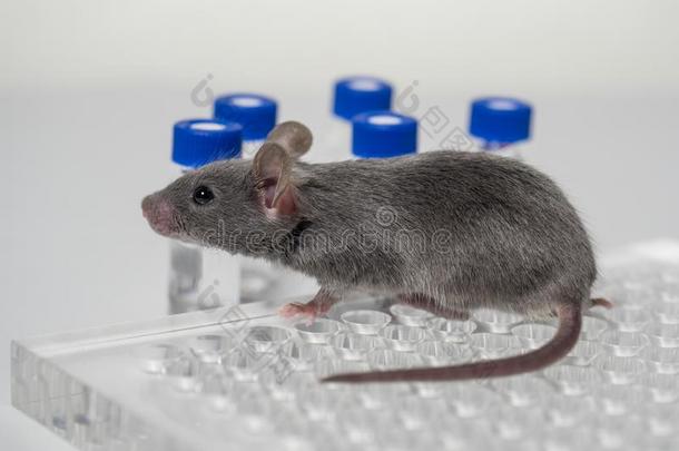 一灰色实验室老鼠和一免疫学的盘子一d小瓶.