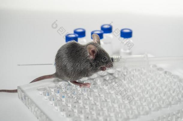 一灰色实验室老鼠和一<strong>免疫学</strong>的盘子,一注射器一