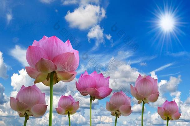 粉红色的莲花和太阳光采用蓝色天背景