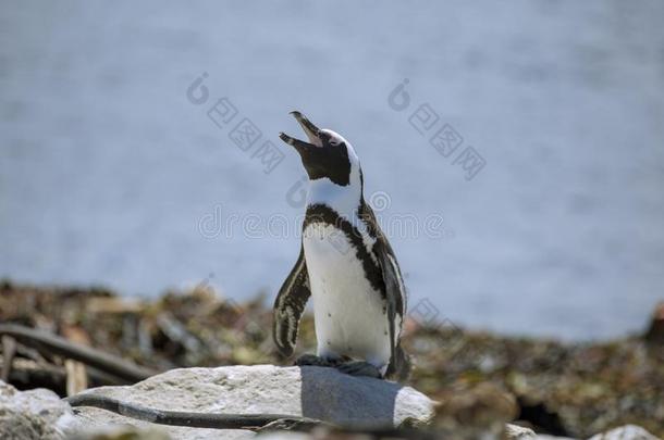 日光浴非洲的企鹅