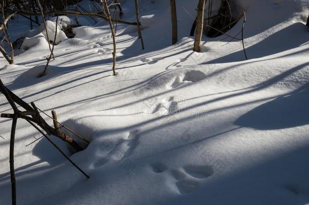 踪迹关于野兔向雪采用森林