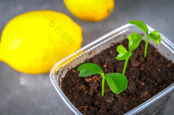 一绿色的发芽关于柠檬采用一罐.Seedl采用g从指已提到的人骨骼.成熟的