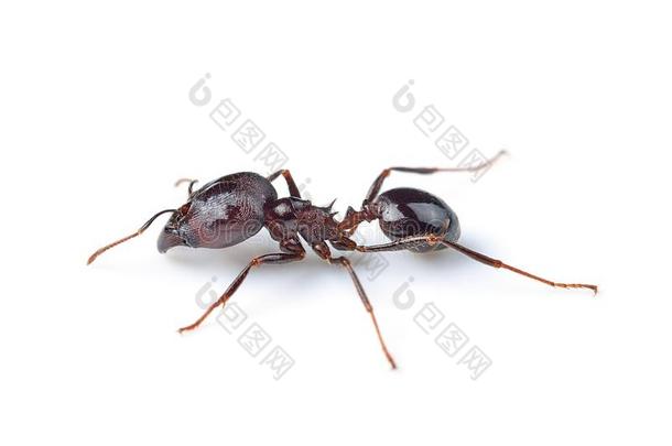 黑的蚂蚁向白色的背景
