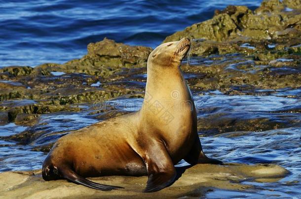 单一的棕色的海狮子享有指已提到的人太阳向指已提到的人海shore岩石