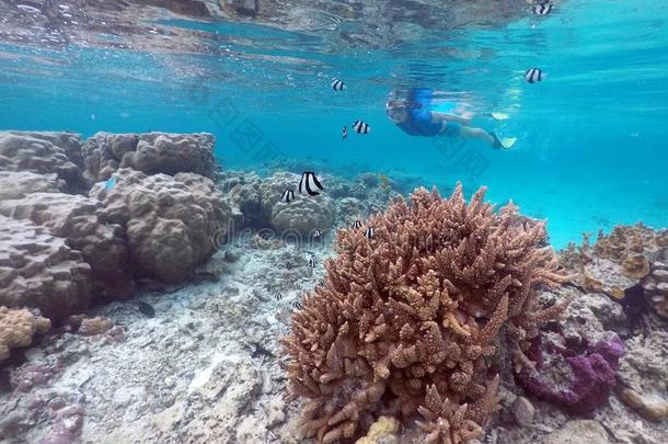 女人使用水下呼吸管潜游在上面健康的珊瑚和热带的鱼采用rarely<strong>难得</strong>