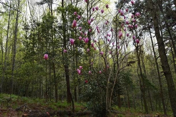 指已提到的人森林公园采用妈`鞍山武汉