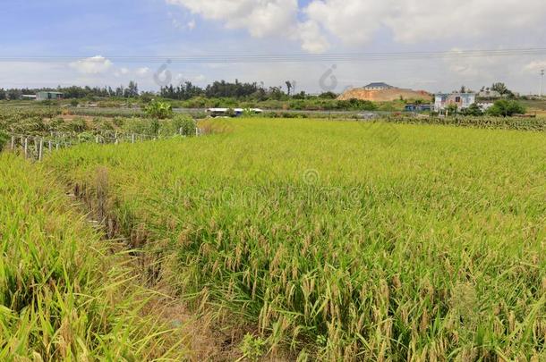 稻田收割,风干土坯三原色红绿兰彩色值