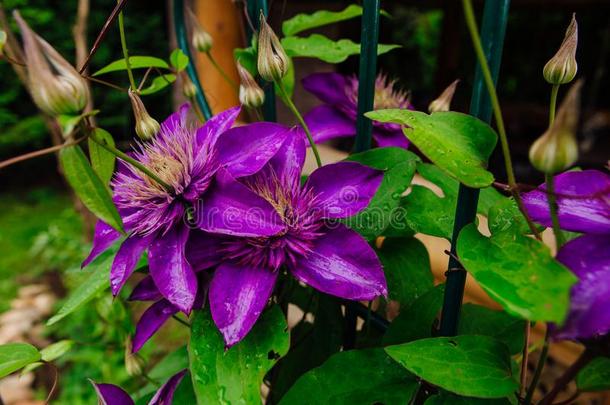 大的紫色的花指定的铁线莲或校长花后的雨
