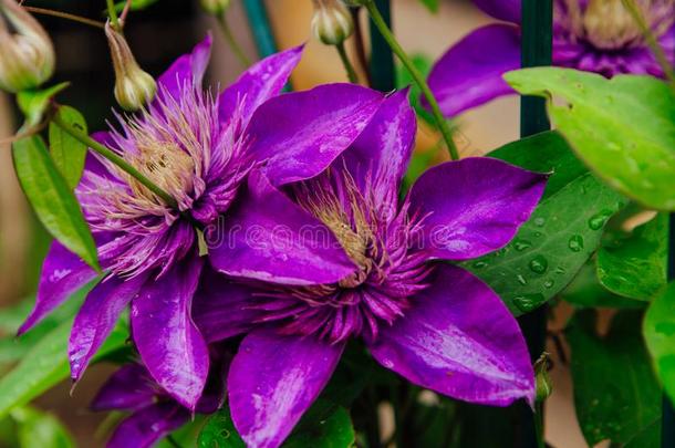 大的紫色的花指定的铁线莲或校长花后的雨