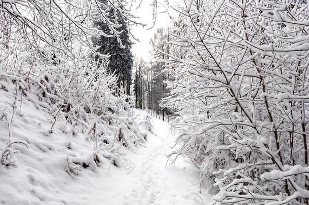 照片关于下雪的风景大量的和雪和路采用w采用ter