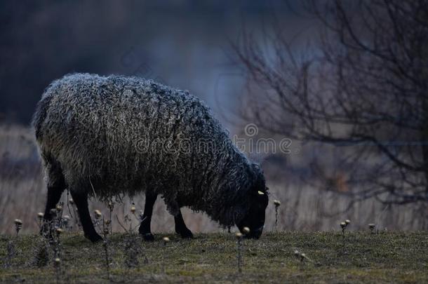 哥特兰岛羊-北欧人产关于羊大家知道的为有卷发的灰色的羊毛