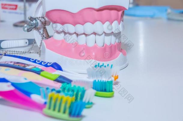 牙齿的模型和牙刷.变白.牙关心.牙健康状况
