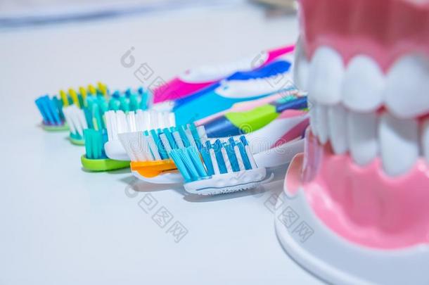 牙齿的模型和牙刷.变白.牙关心.牙健康状况