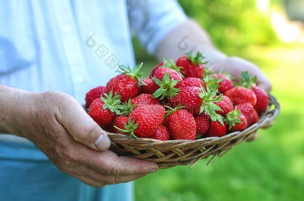 草莓采用他的伸展的手