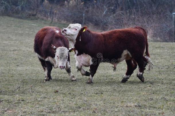 赫里福种的食用牛母牛-年幼的公牛战斗的和量动力