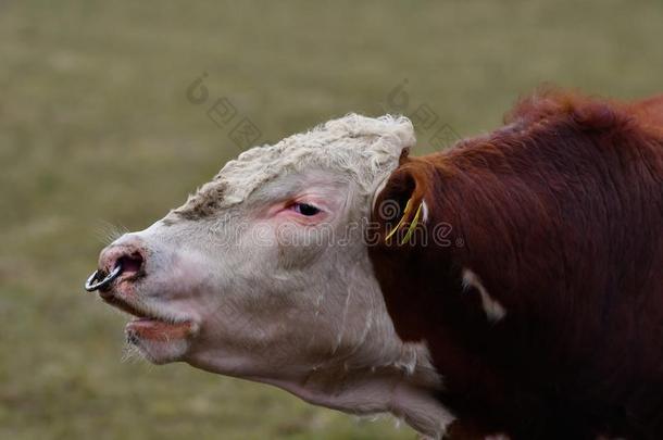 赫里福种的食用牛奶牛-肖像关于年幼的公牛